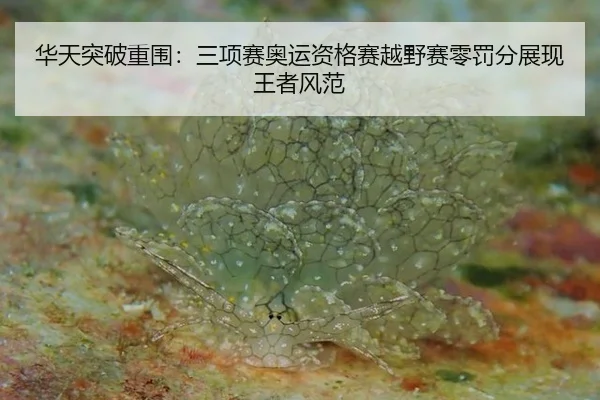 hua-tian-tu-po-chong-wei-san-xiang-sai-ao-yun-zi-ge-sai-yue-ye-sai-ling-fa-fen-zhan-xian-wang-zhe-feng-fan-2-288.jpg